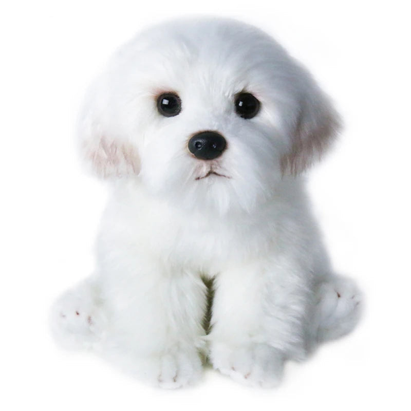 Peluche chien bichon sur fond blanc