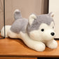 peluche chien Husky grise sur meuble